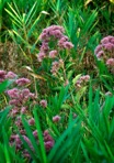 Eutrochium dubium (Willd. ex Poir.) E.E. Lamont