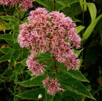 Eutrochium dubium (Willd. ex Poir.) E.E. Lamont
