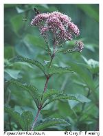 Eutrochium fistulosum (Barratt) E.E. Lamont