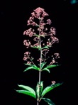 Eutrochium fistulosum (Barratt) E.E. Lamont