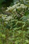 Eupatorium godfreyanum Cronq.