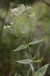 Eupatorium godfreyanum Cronq.