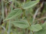 Eupatorium godfreyanum Cronq.
