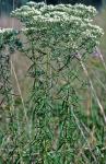 Eupatorium hyssopifolium L.