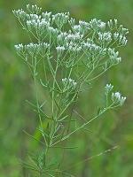 Eupatorium hyssopifolium L.