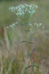 Eupatorium leucolepis (DC.) Torr. & Gray