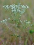 Eupatorium leucolepis (DC.) Torr. & Gray