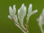 Eupatorium leucolepis (DC.) Torr. & Gray