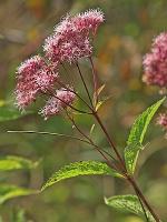 Eutrochium maculatum (L.) E.E. Lamont var. maculatum