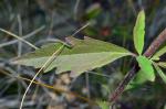 Eupatorium maritimum E.E. Schilling