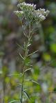 Eupatorium mohrii Greene