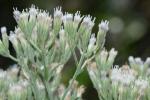 Eupatorium mohrii Greene