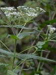 Eupatorium perfoliatum L.