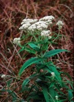 Eupatorium perfoliatum L.