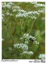 Eupatorium pilosum Walt.