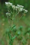 Eupatorium pilosum Walt.