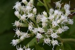 Eupatorium pubescens Muhl. ex Willd.