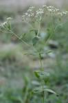Eupatorium pubescens Muhl. ex Willd.