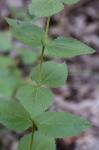Eupatorium pubescens Muhl. ex Willd.