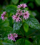 Eutrochium purpureum (Linnaeus) E.E. Lamont var. purpureum