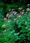 Eutrochium purpureum (Linnaeus) E.E. Lamont var. purpureum