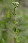 Eupatorium rotundifolium L.