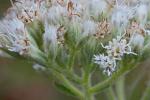 Eupatorium rotundifolium L.