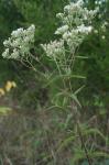 Eupatorium saltuense Fern.