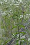 Eupatorium saltuense Fern.