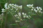 Eupatorium saltuense Fern.