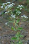 Eupatorium semiserratum DC.