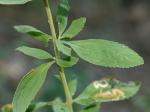 Eupatorium semiserratum DC.