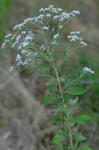 Eupatorium semiserratum DC.