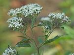 Eupatorium serotinum Michx.
