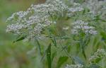 Eupatorium serotinum Michx.