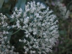 Eupatorium serotinum Michx.
