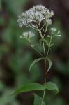 Eupatorium sessilifolium L.