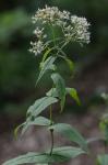 Eupatorium sessilifolium L.