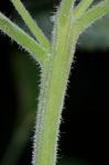 Eutrochium steelei (E.E. Lamont) E.E. Lamont