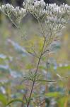 Eupatorium torreyanum Short and Peter