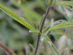 Eupatorium torreyanum Short and Peter