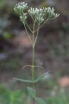 Eupatorium vaseyi Porter