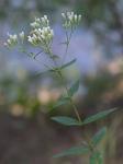 Eupatorium vaseyi Porter