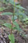 Eupatorium vaseyi Porter