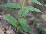 Eupatorium vaseyi Porter