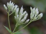 Eupatorium vaseyi Porter