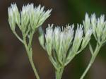 Eupatorium vaseyi Porter