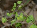 Euphorbia commutata Engelm.