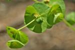 Euphorbia commutata Engelm.