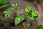 Euphorbia commutata Engelm.
